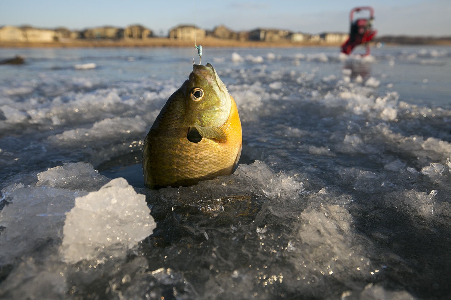 Panfish Populations Often Hit Hard By Ice Anglers | Outdoors ...