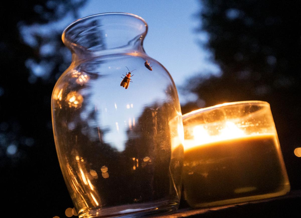 June weather means fireflies are showing lawns are 