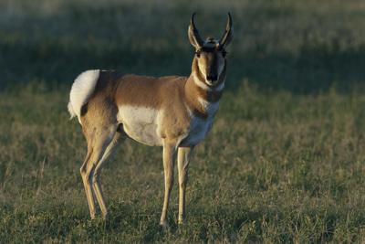 Antelope