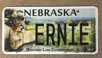 Mountain lion license plate