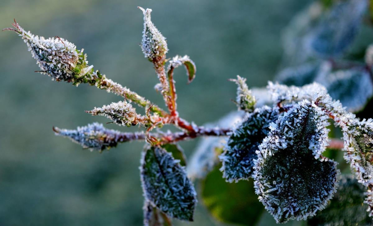 Sarah Browning Roses Take Some Special Winter Care Home