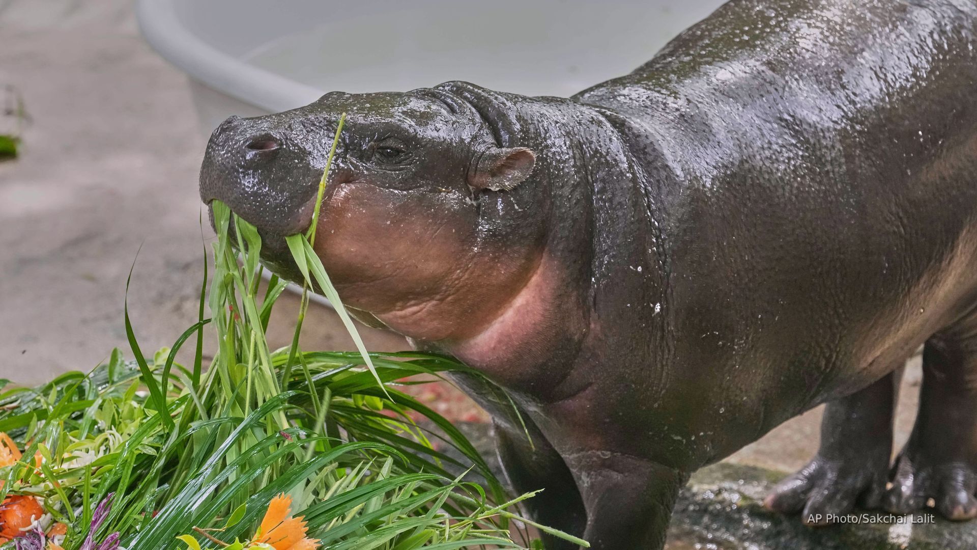 WILDSWANS PALM 藍染 Hippopotamus Baby Hippo at the Zoo