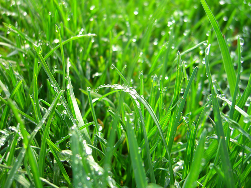 Homefront: Too much rain is bad news for grass