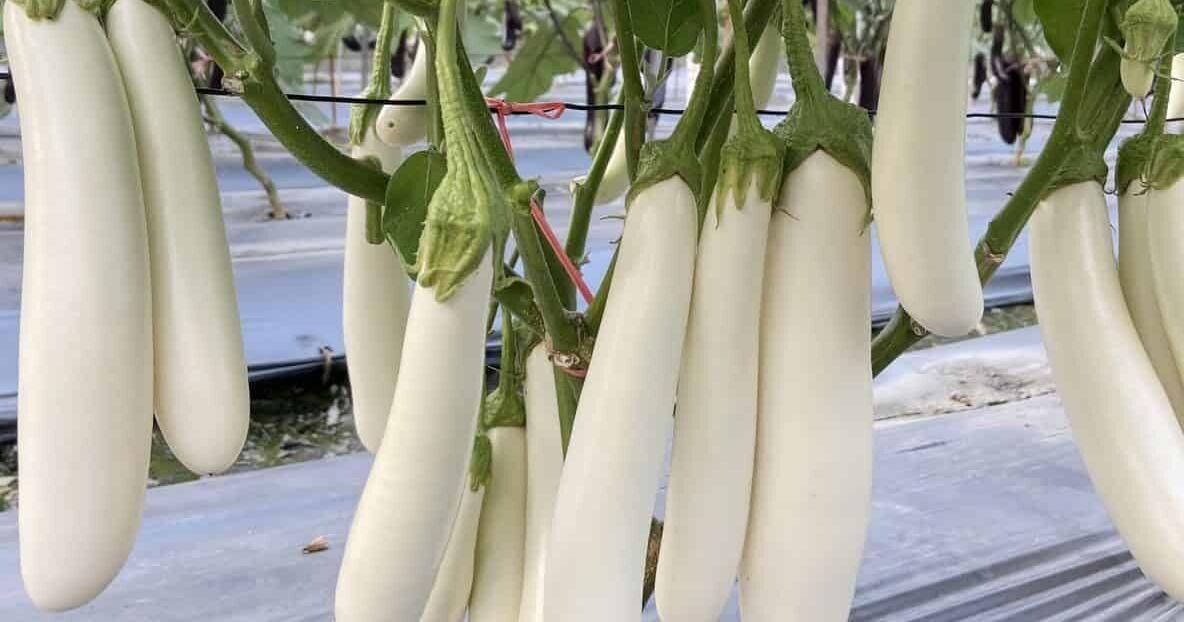 Sarah Browning: New award winners are really fresh vegetables | Home & Garden Sarah Browning: New award winners are really fresh vegetables | Home & Garden