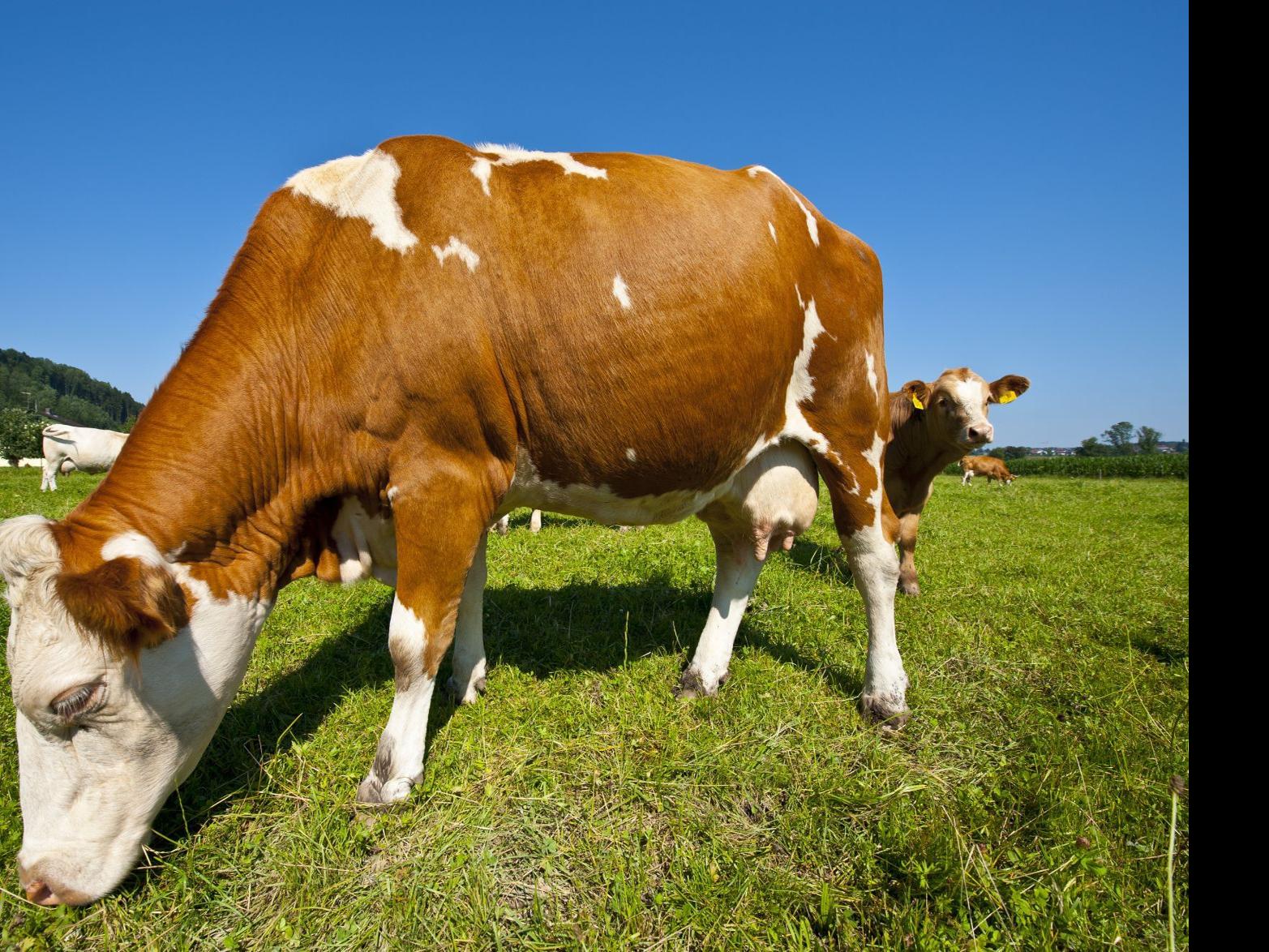 Ask The Food Doc Is Grass Fed Beef Better For You Food And Cooking Journalstar Com