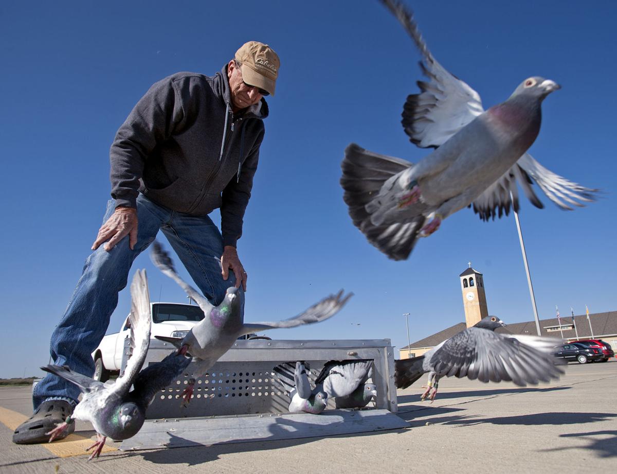 Off to the races From initial madness, pigeons learn to fly