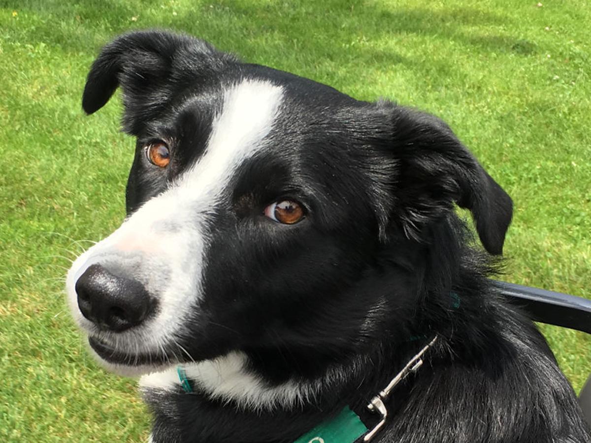 A Sad Story Why Bogey The Border Collie Is Missing From Holmes