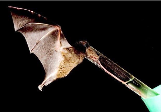Supertongued bat