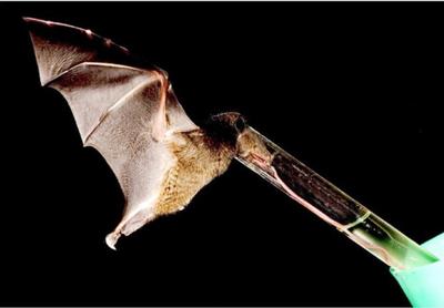 Supertongued bat