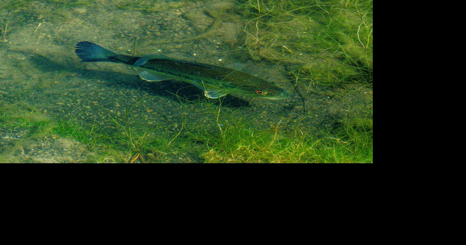 OUTDOORS Fishing for an answer: How important is water temperature? DARYL BAUER Nebraska Game and Parks Apr 26, 2026