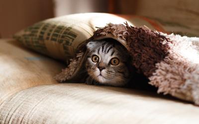 when pets are family