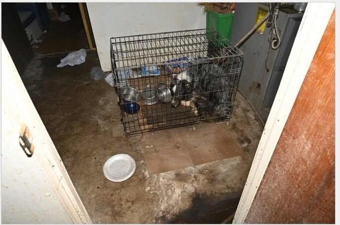 LSO animal abuse