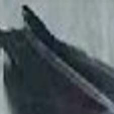 Peregrine Falcon Pair From Nebraska Capitol Make Their Home