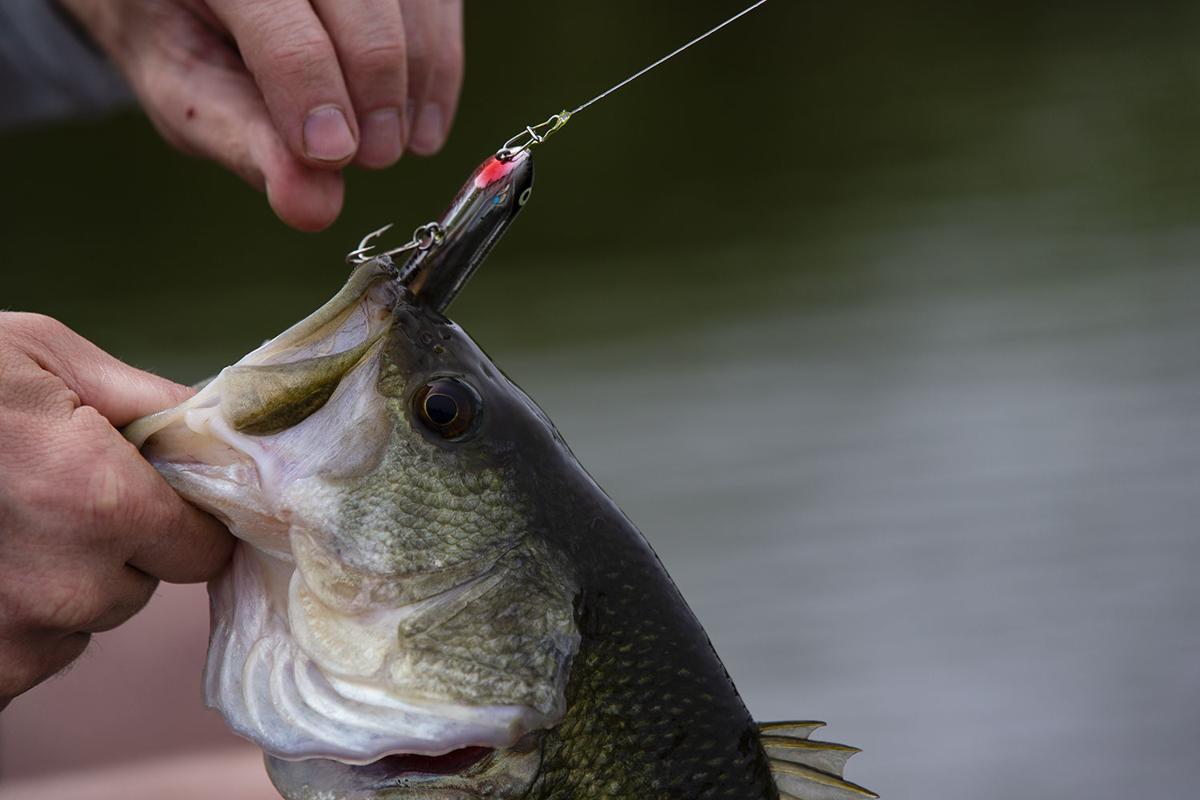 Summer great for top-water baits