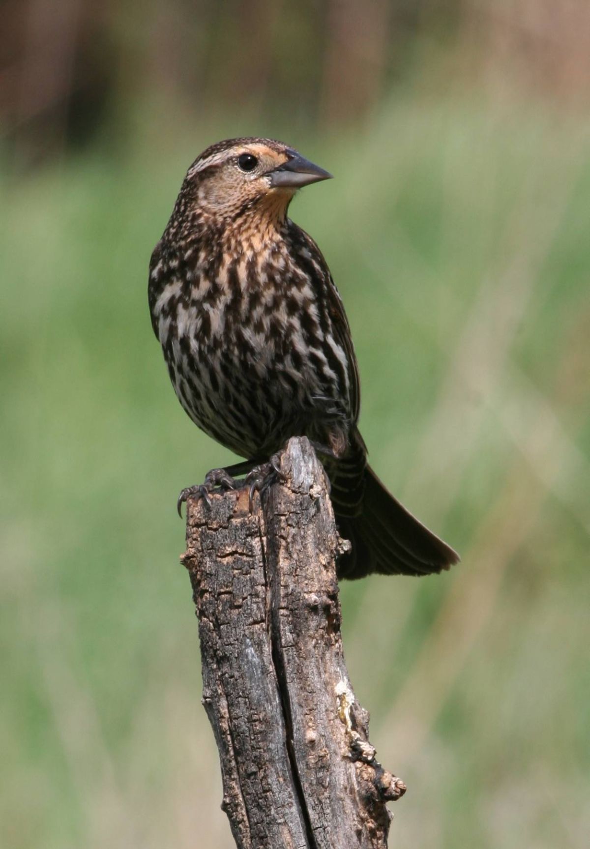 Secret Lives Of The Red Winged Blackbird Outdoors Journalstar Com   56d14b8fd1d3c.image 