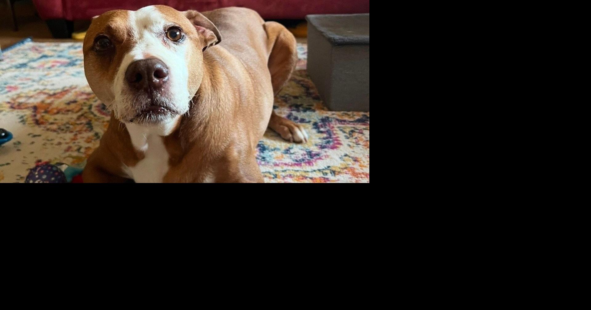 ‘Nightmare over’ after Omaha woman recovers stolen SUV, dog