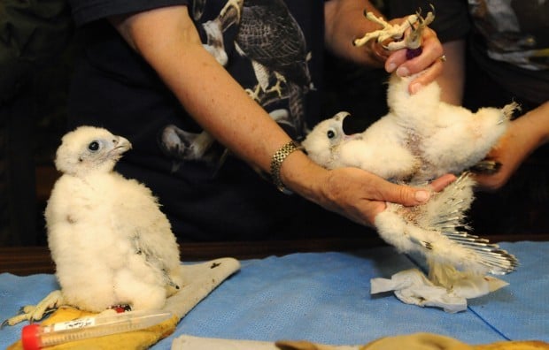 Banding falcon chicks