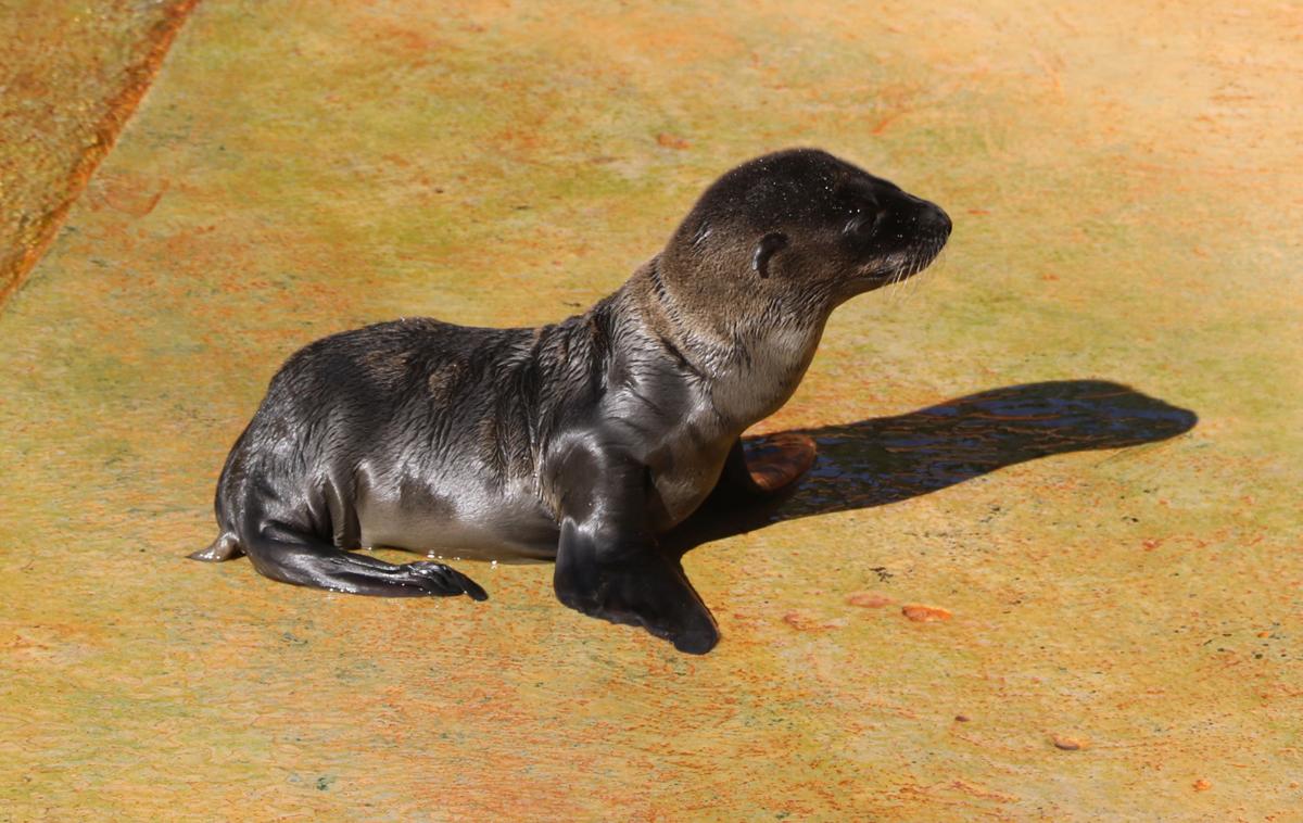 Public Picks New Name For New Sea Lion Pup At Omaha Zoo Nebraska