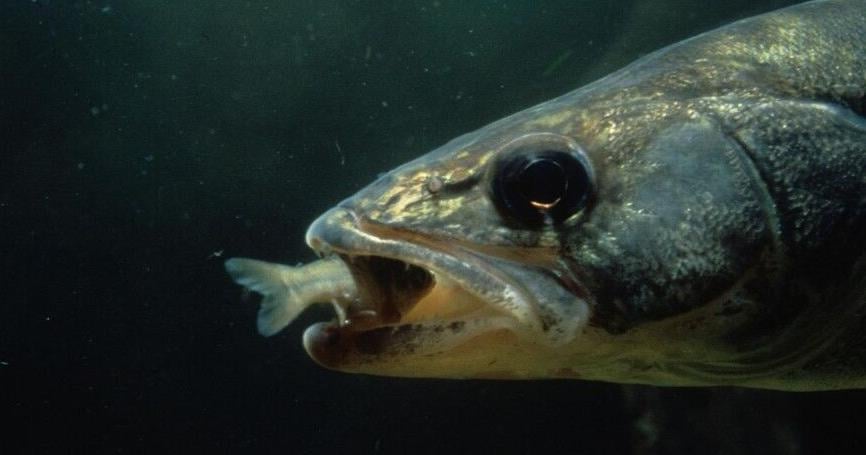 When predator fish are in the ‘zone’