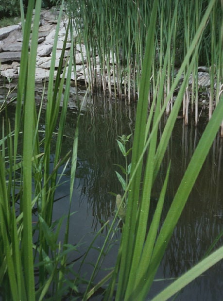 Build a pond to attract wildlife, grow native plants | Home and Garden