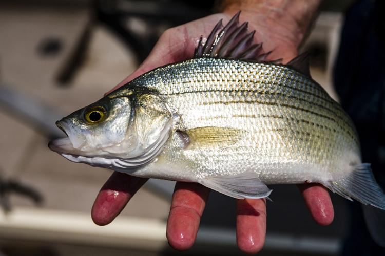 How to Find and Catch Gizzard Shad 