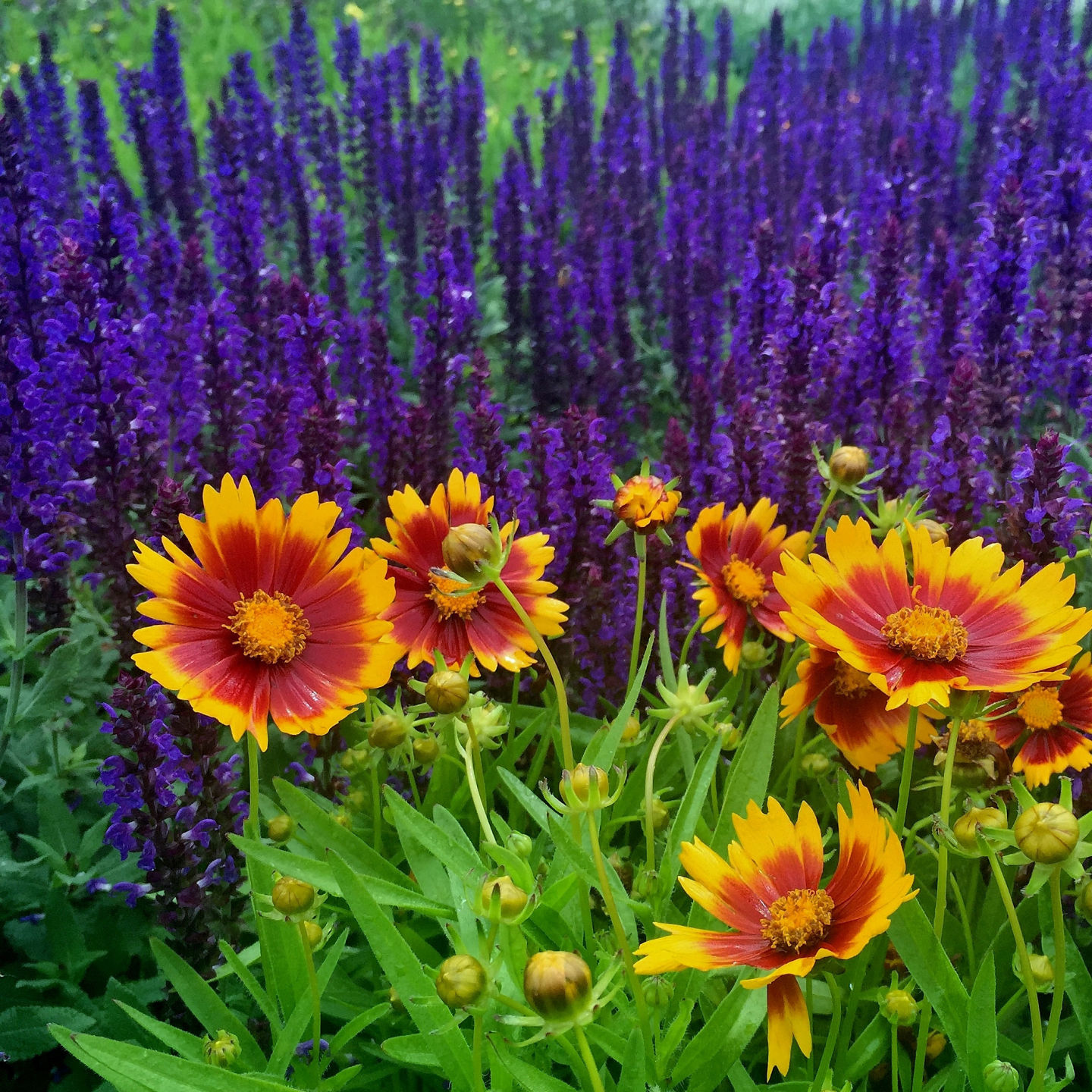 Sarah Browning Coreopsis Brings Blast Of Color To Garden Home Garden Journalstar Com