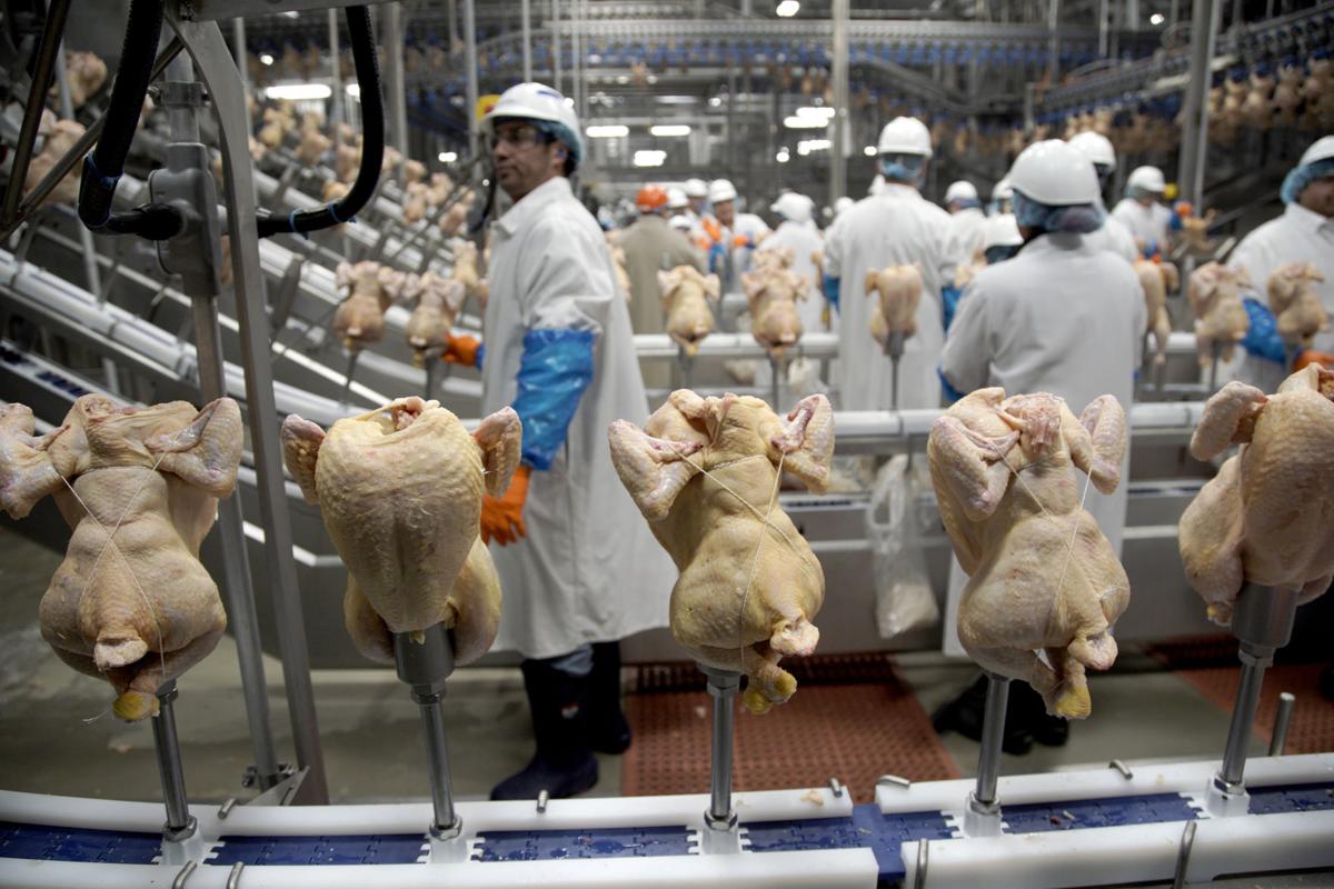Animal rights group targets Costco poultry farm in Nebraska Local