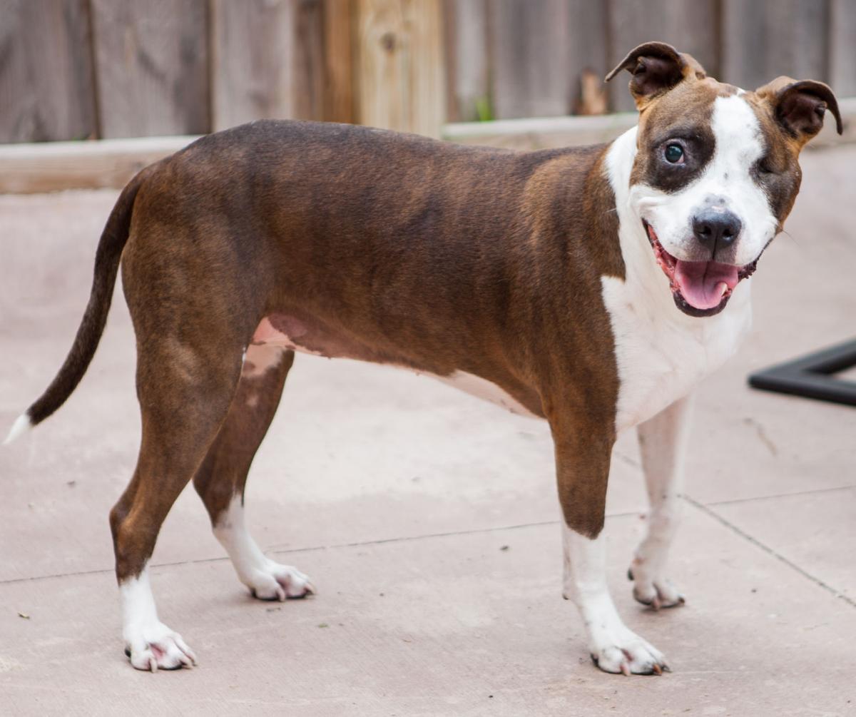 pit bull inspires family to rescue dogs