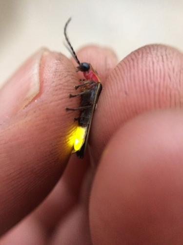 Lightning bugs (or fireflies) are putting on a magical show this summer