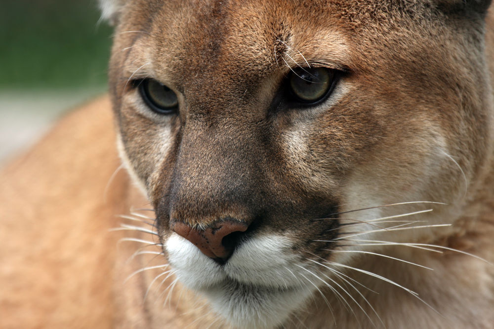 Mountain lion