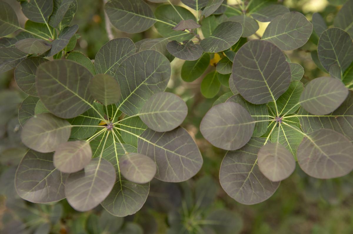 Couple turns milo field into mini-forest near Lincoln with more than 30  varieties of trees