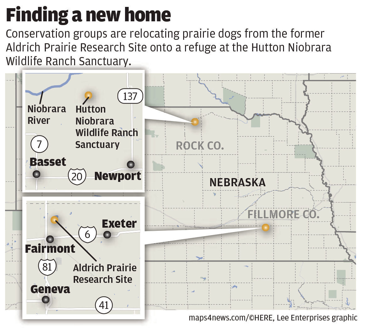 Aldrich prairie dogs settling into new home near Niobrara River