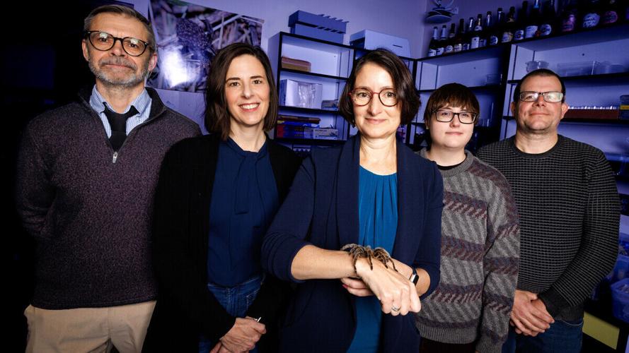 Husker researchers collaborate to explore fear of spiders