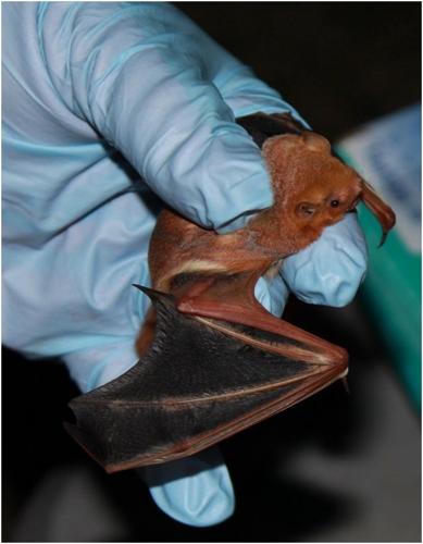 Bats are Nebraska's natural pest control agents