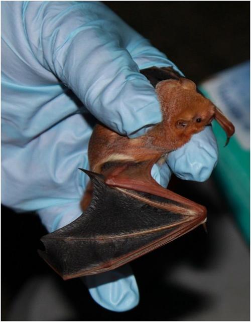Bats are Nebraska’s natural pest control agents Outdoors