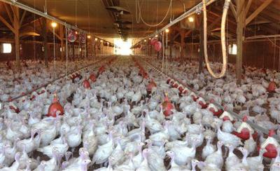 Bird flu outbreak