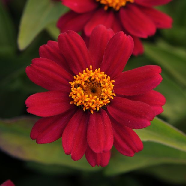 Vote for your favorite flowering plant for the American Garden Award ...