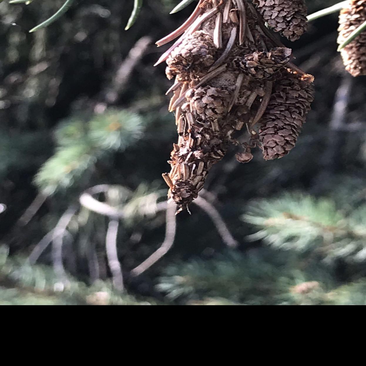 Gardening Control Bagworms Now Home Garden Journalstar Com