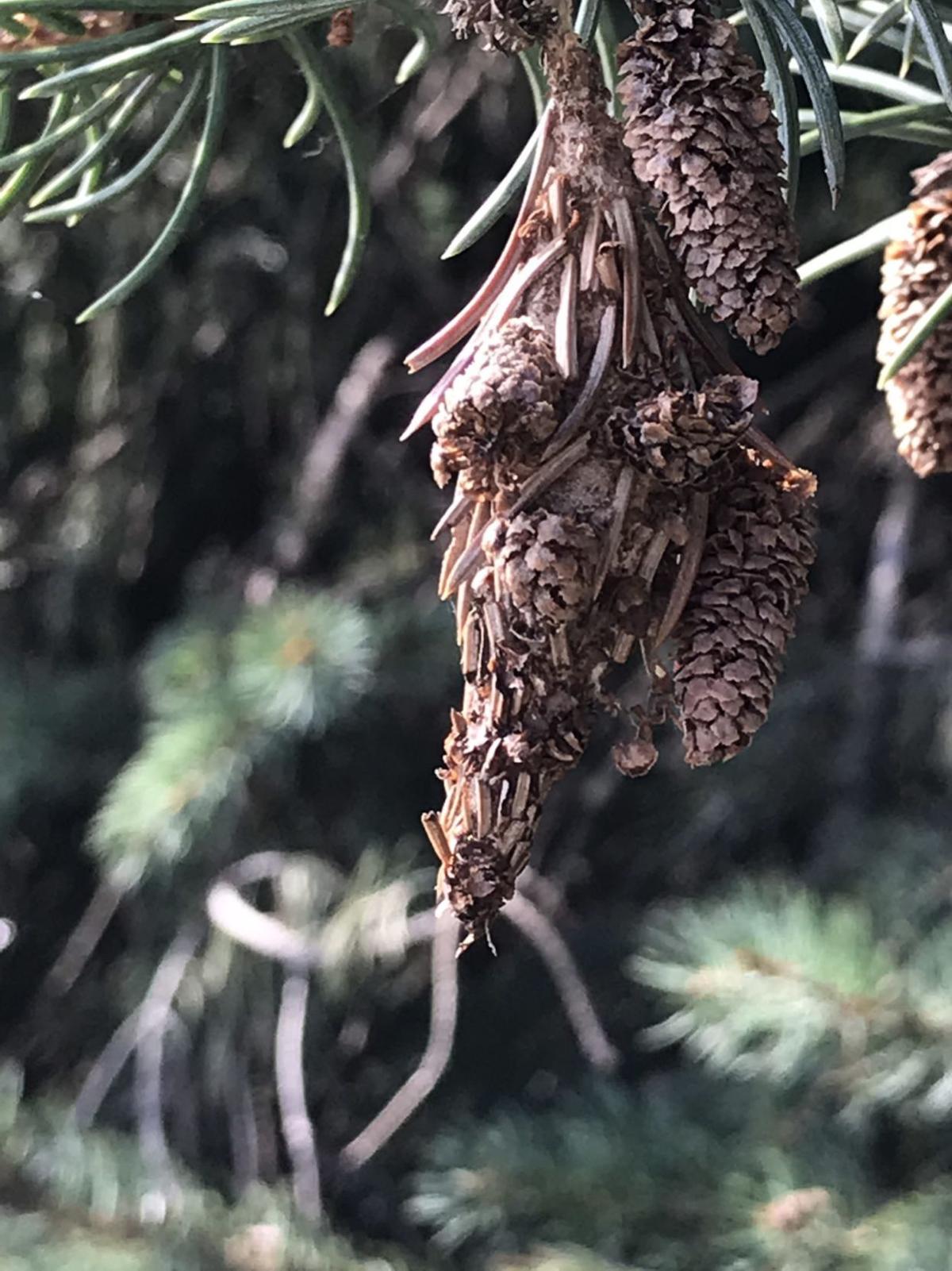 pics Bagworm Cocoon Images gardening control bagworms now home