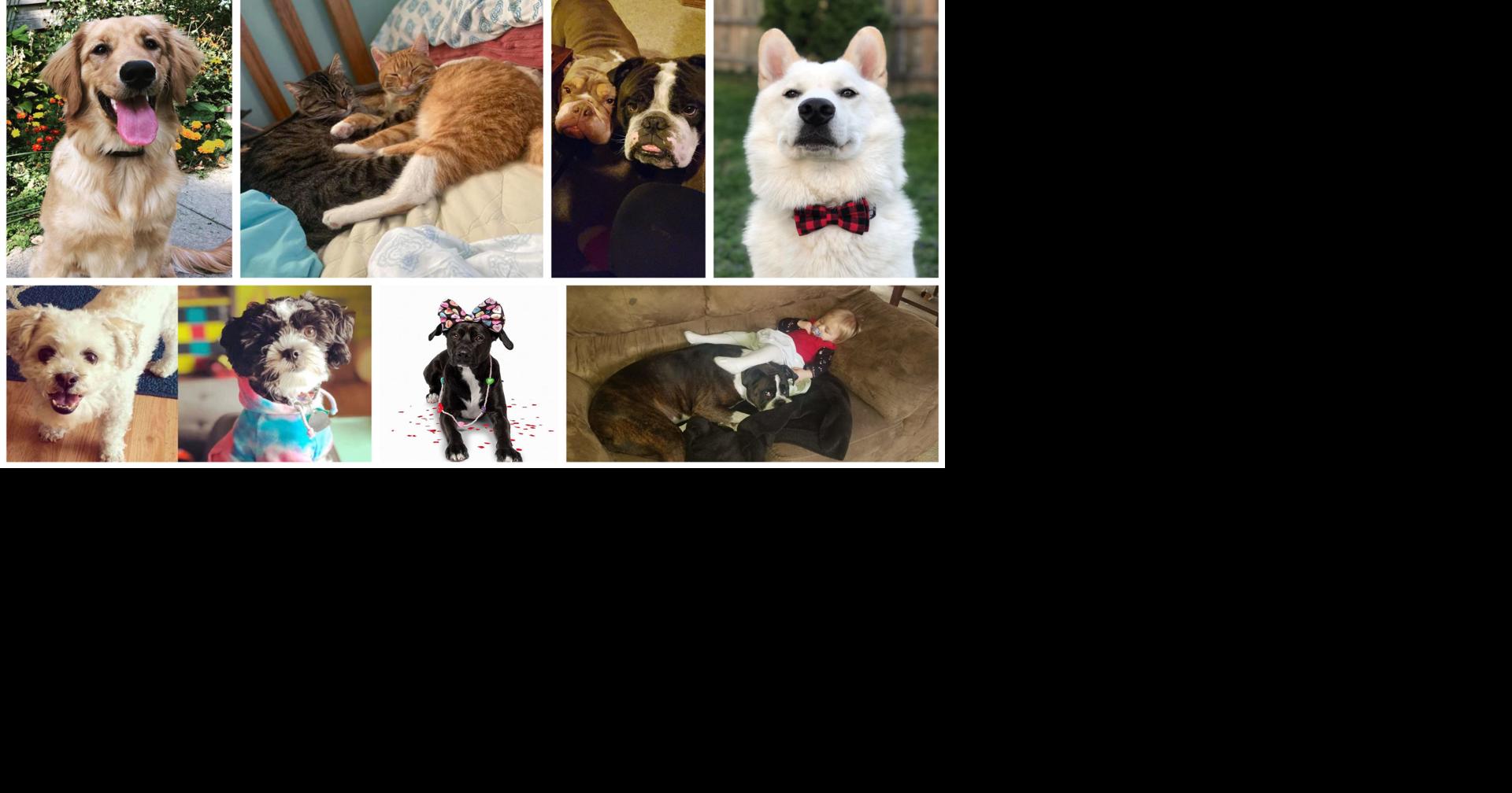 Lincoln Journal Star Pets