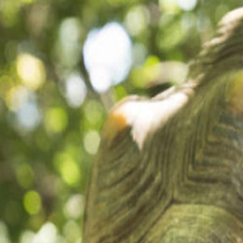 Stolen Tortoise Back At Children S Zoo Crime And Courts