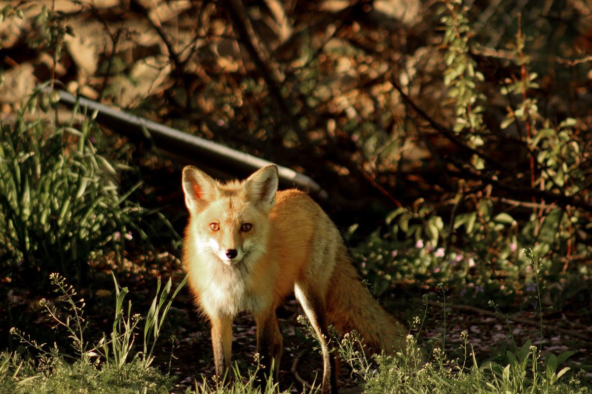 Fox study