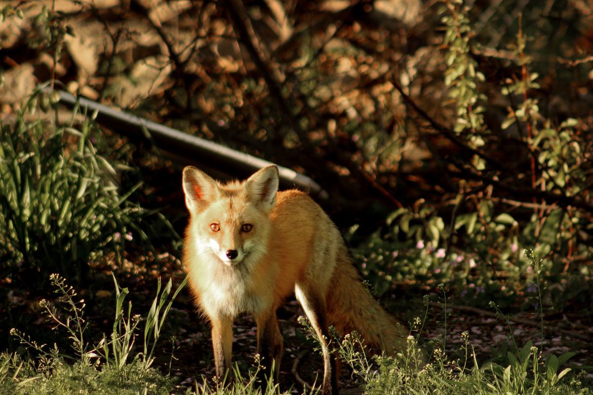 Humanely Trapping Raccoons, Foxes, Skunks and More - Countryside