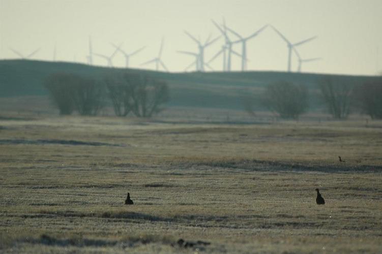 Prairie chickens and turbines