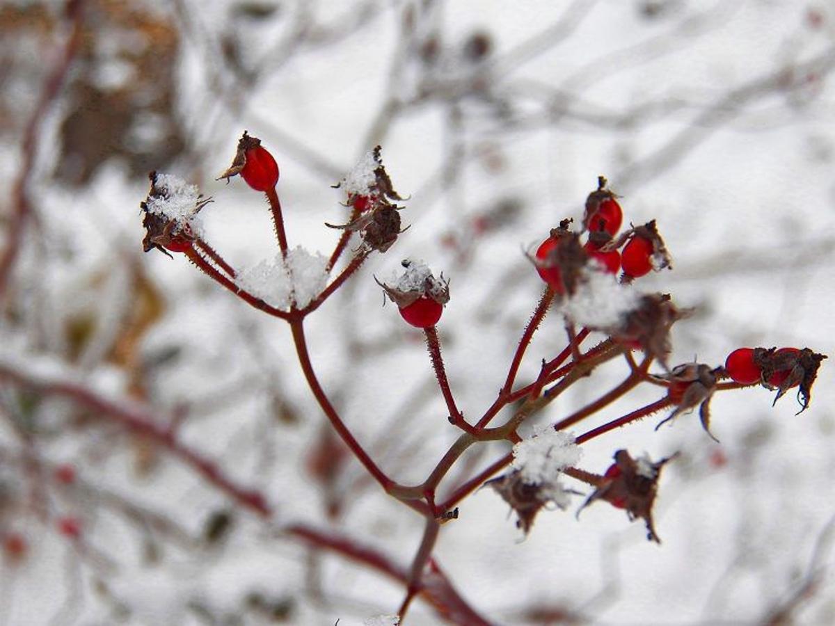 Foraging For Winter Edibles Outdoors Journalstar Com