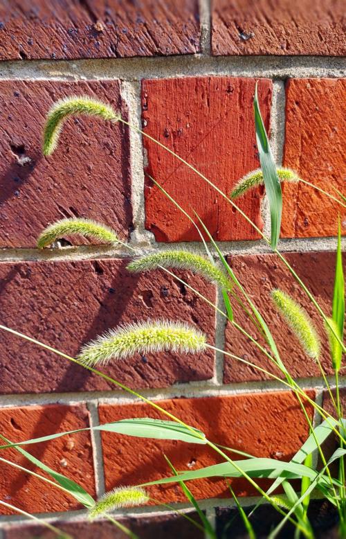 setaria