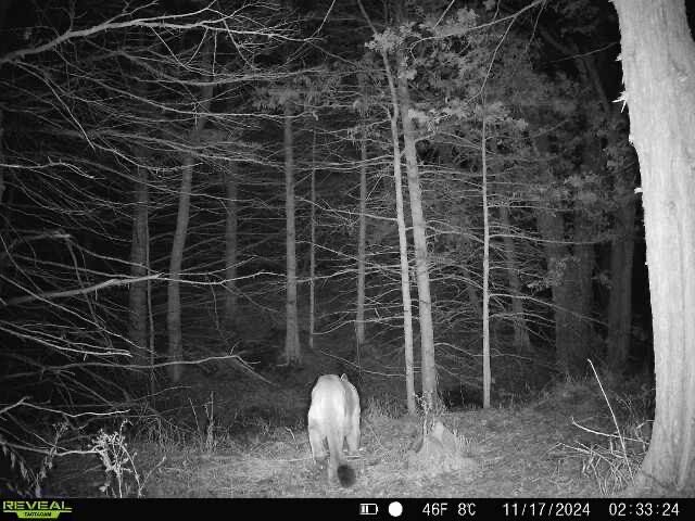 Mountain lion near Bennet
