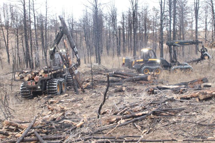 Nebraska National Forest at Halsey to clear 850 acres of forest