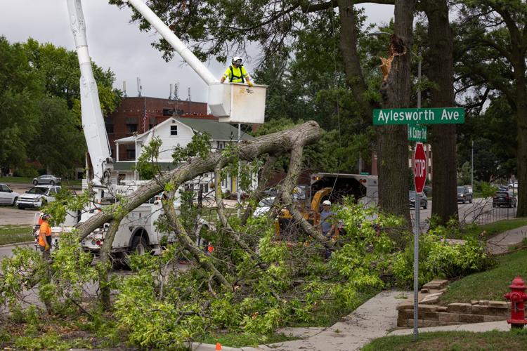 Tree cleanup, 7.5