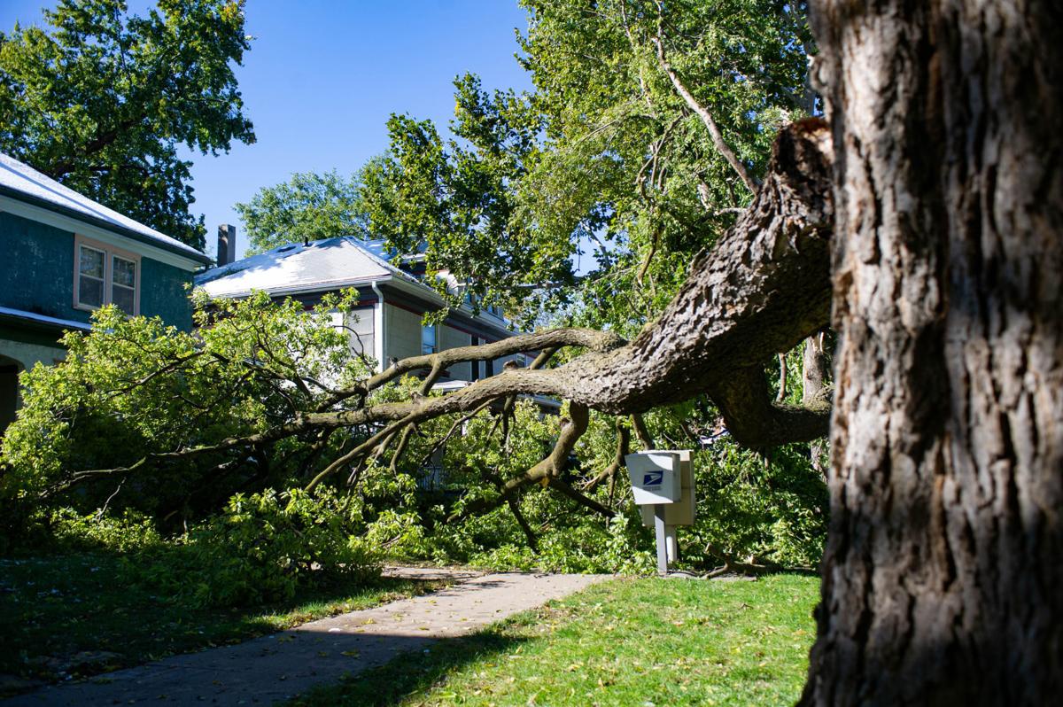 Omaha Zoo Asks For Tree Branches Downed During Snowstorm Nebraska News Journalstar Com